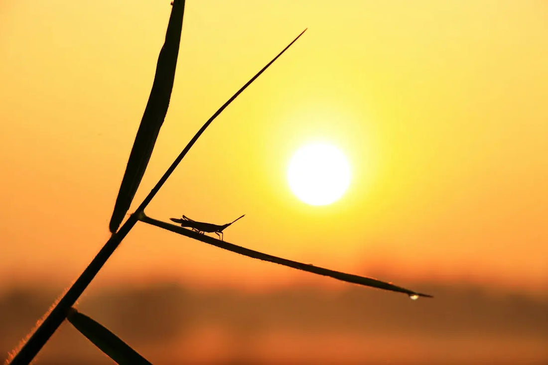 the sun is setting behind a tall plant