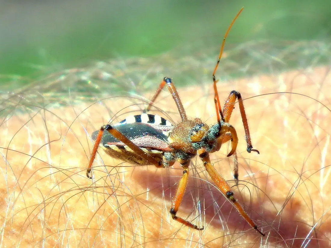 A masked hunter bug is crawling on human skin